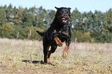 ROTTWEILER 121